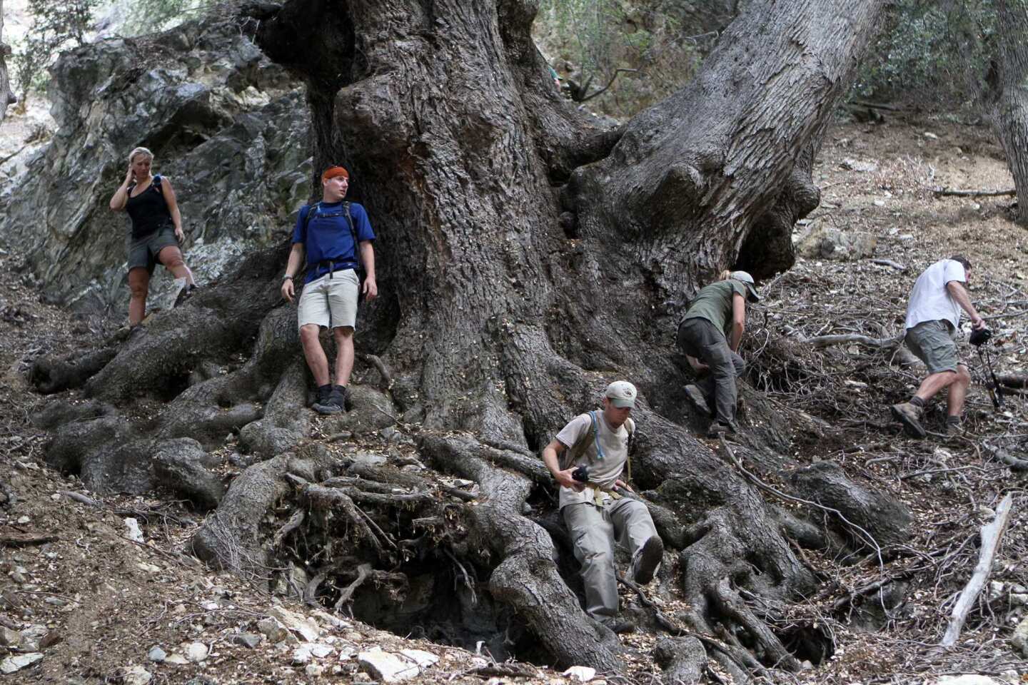 Wildlands Conservancy naturalists and volunteers climb on a canyon live oak tree located in a meadow surrounded by steep slopes in the Oak Glen area of the San Bernardino Mountains. The tree was confirmed to be the largest oak in North America.
