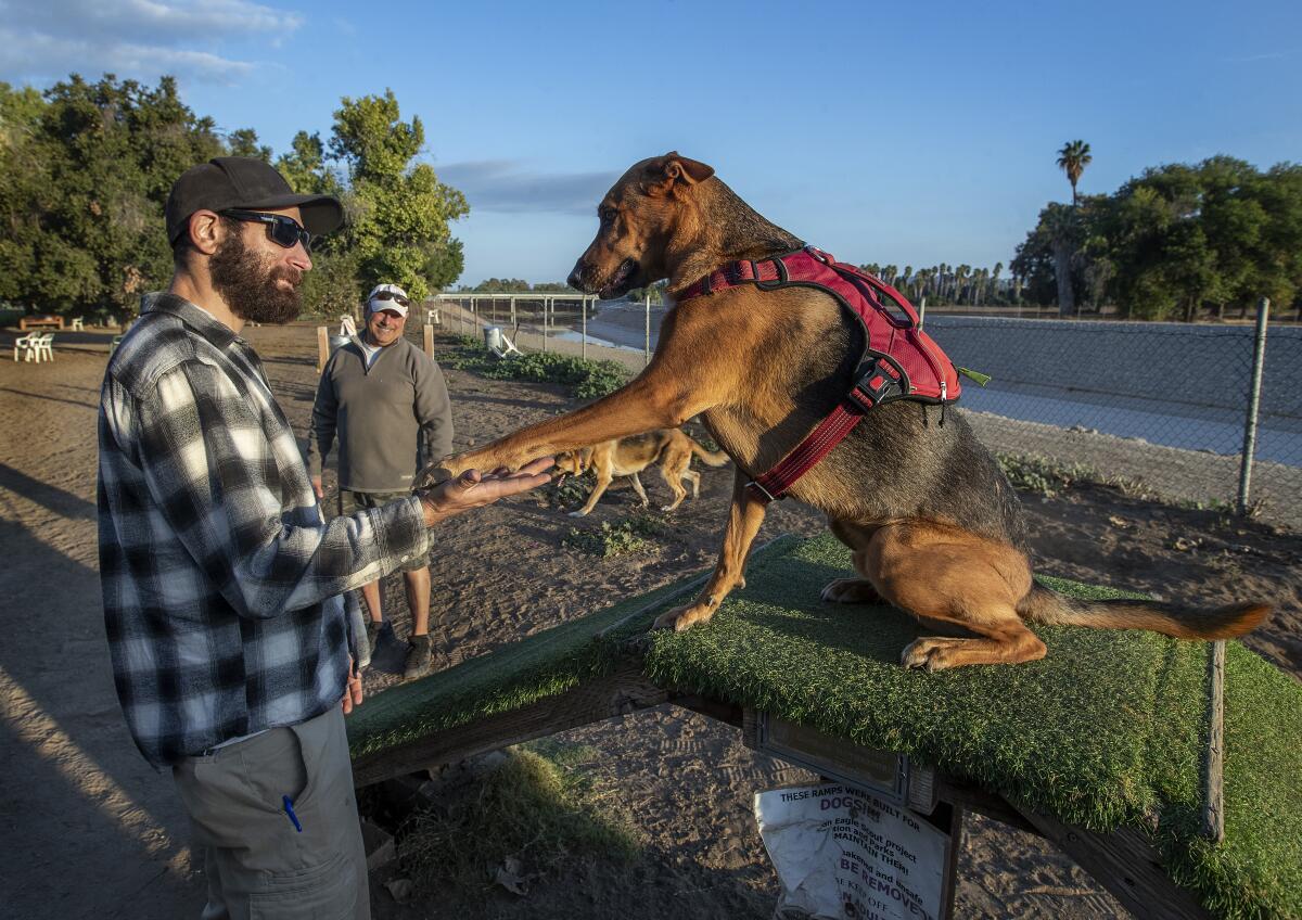 A man holds the outstretched paw of a dog in a red harness in an off-leash dog park.