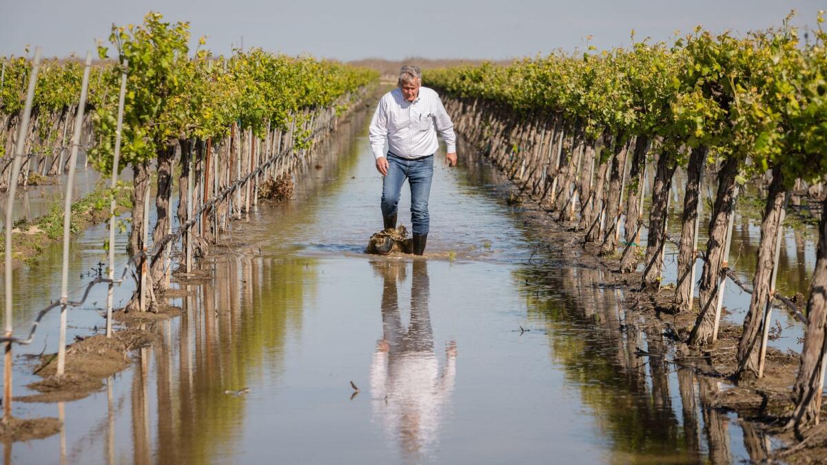Don Cameron, general manager of Terranova Ranch, stands in a vineyard covered with Kings River floodwater he is using to recharge the local groundwater basin.