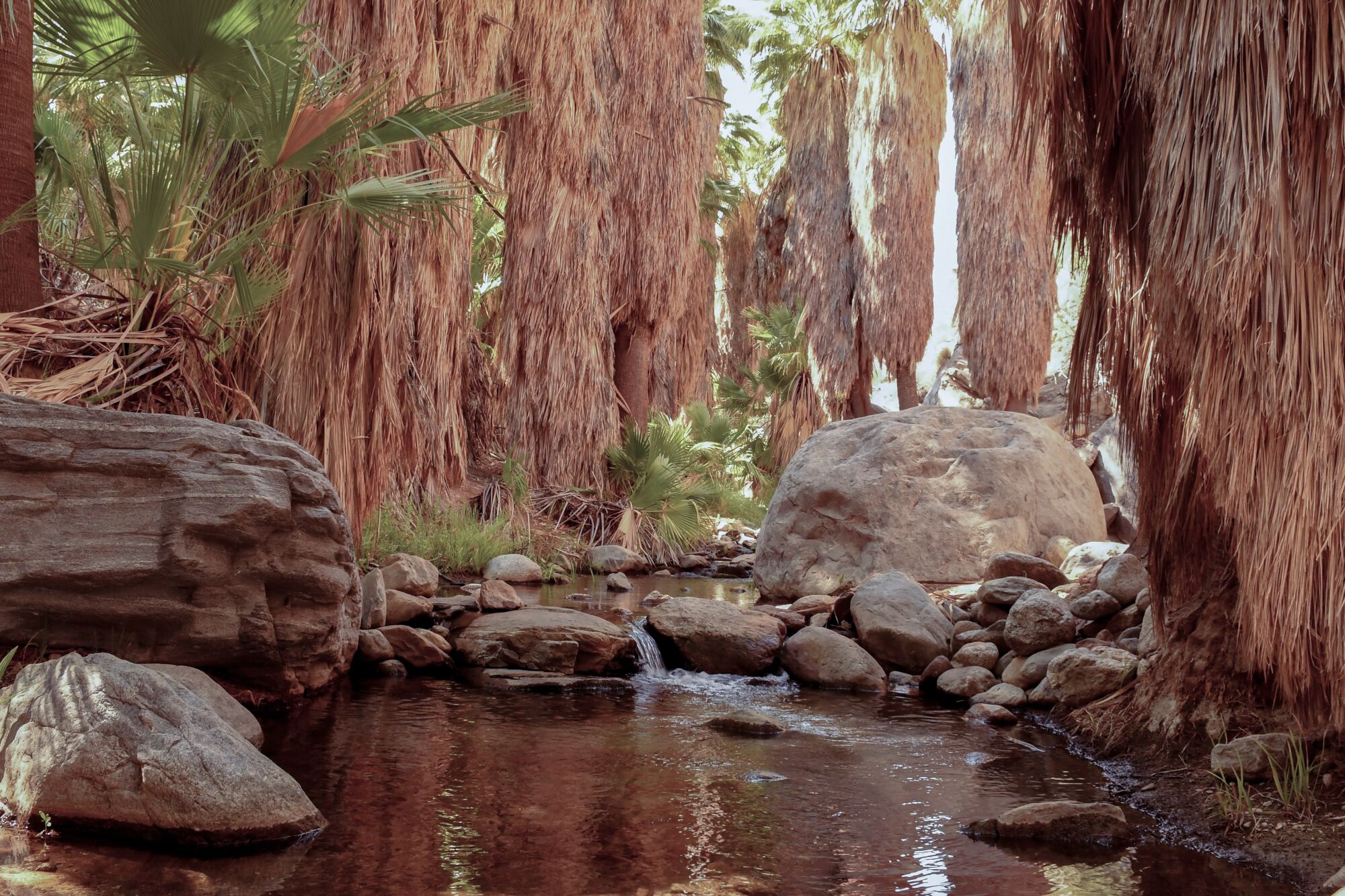 A creek in the middle of California fan palms