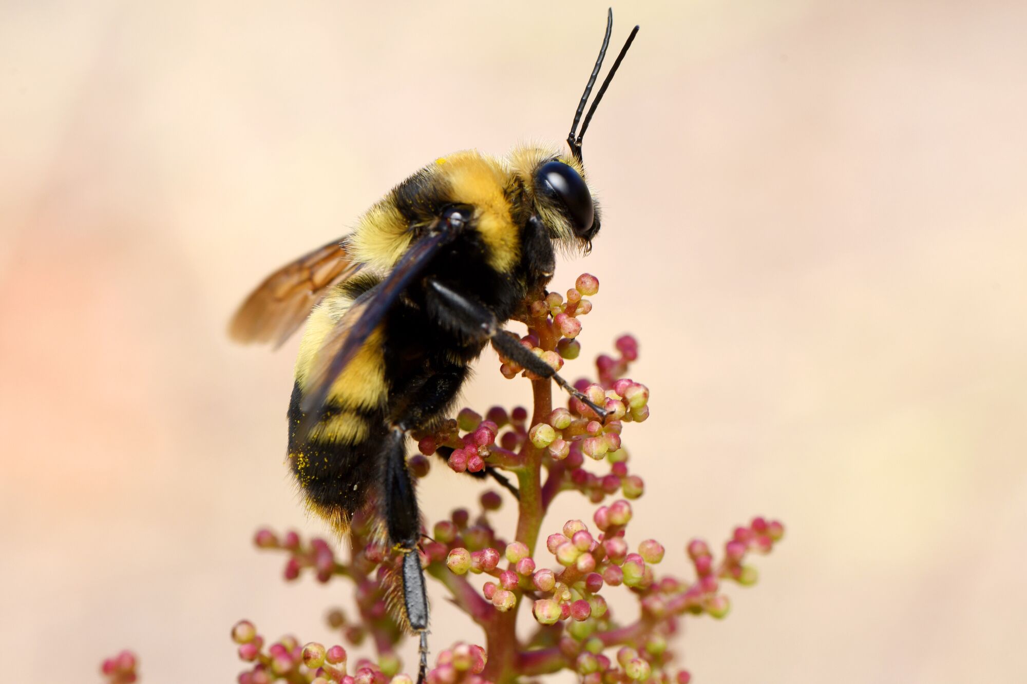 A closeup side view of a yellow-and-black bee on a plant.