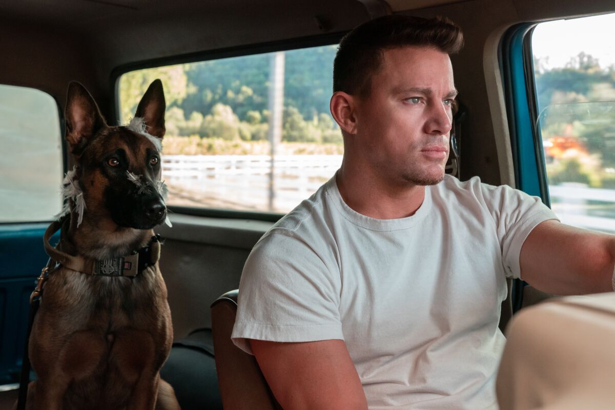 Lulu the Belgian Malinois sits behind driver Channing Tatum in a car.