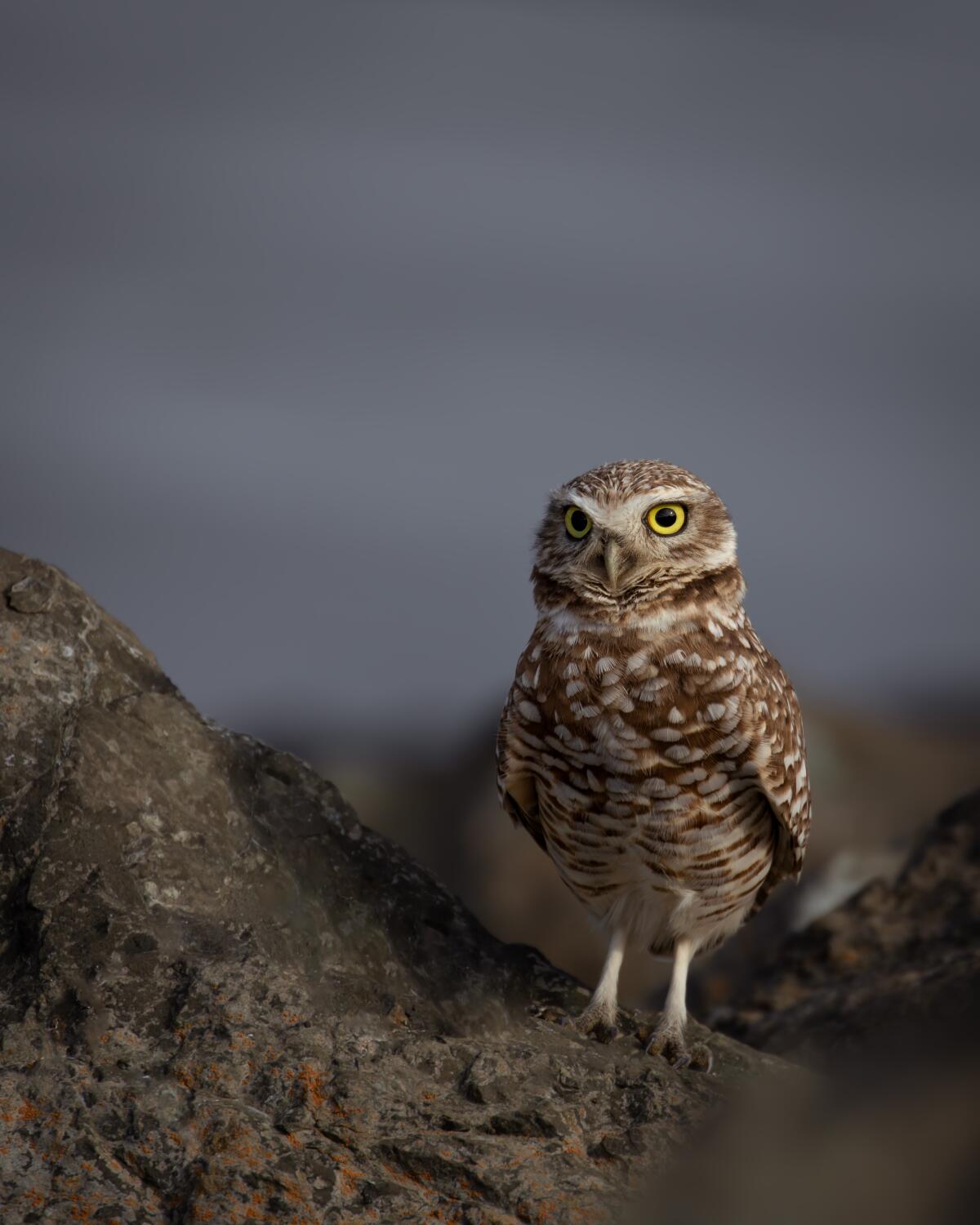 A burrowing owl in a busy park in Contra Costa County keeps watch as dozens of dogs explore just feet away.