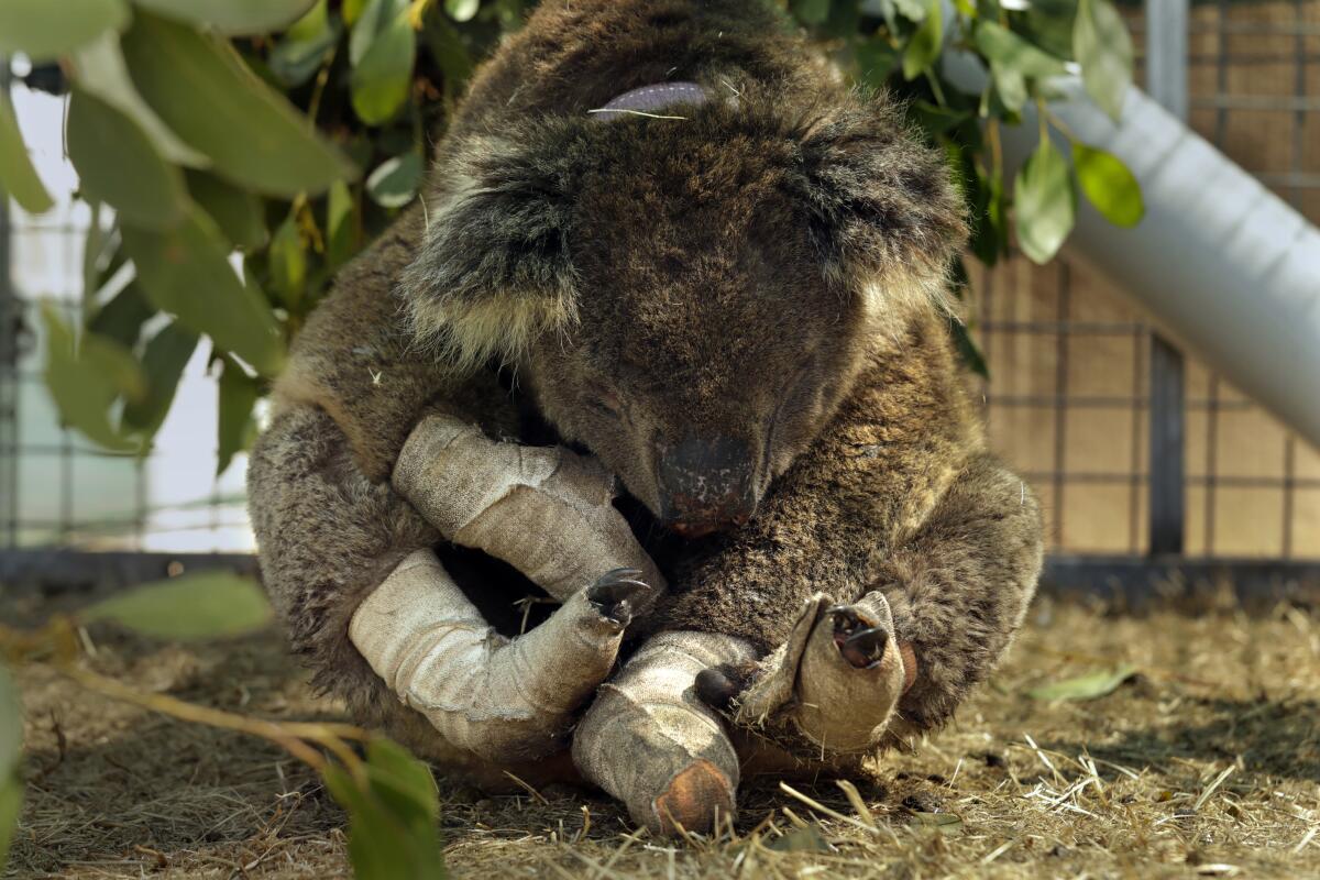A koala receives treatment for its injuries, including burned paws and nose, at the Kangaroo Island Wildlife Park.