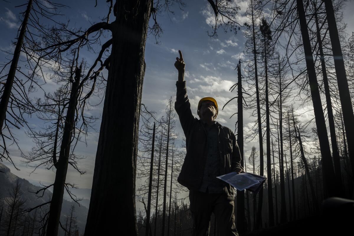 Nathan Stephenson points toward treetops.