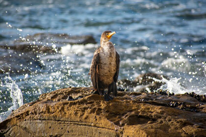 A cormorant finds a sunning spot near Scripps Pier.