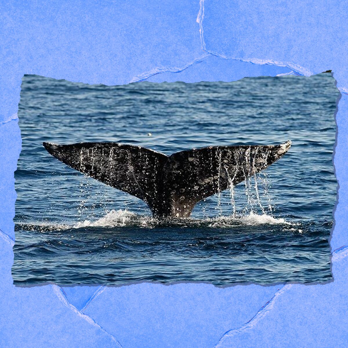 A whale's tale is visible in the ocean.