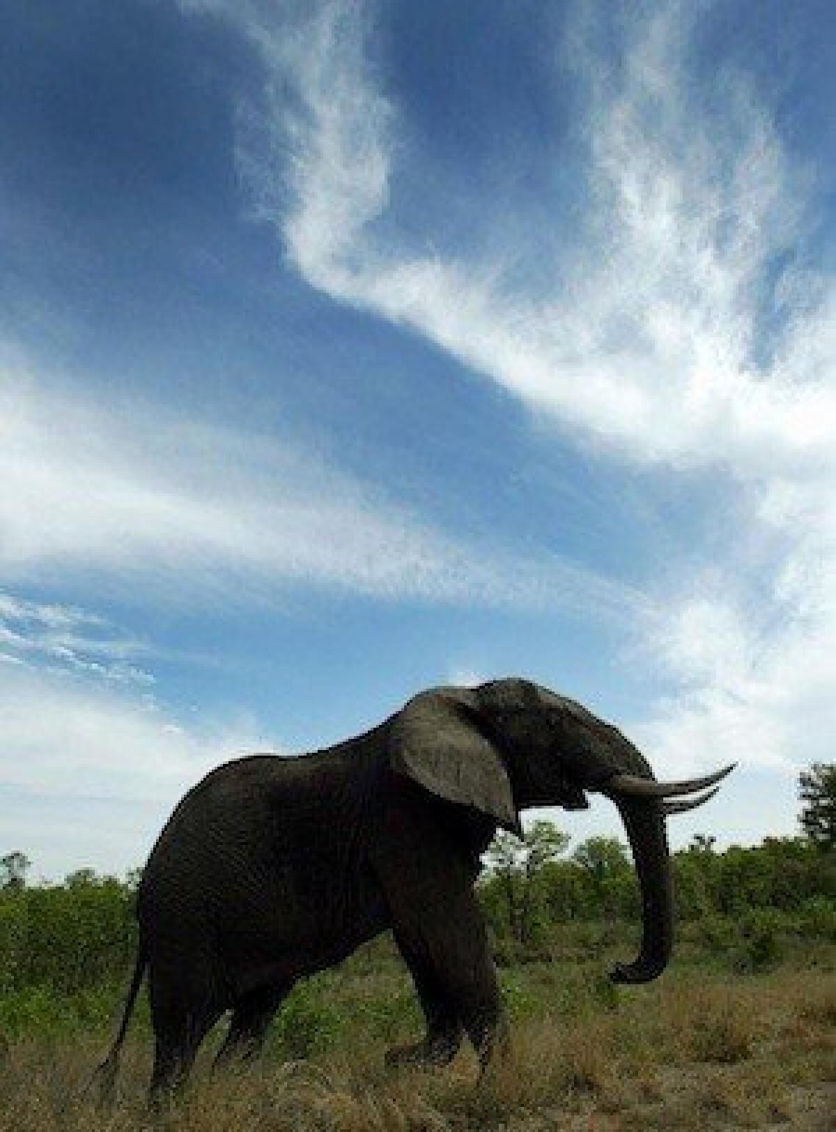 An elephant in Kruger National Park in South Africa. Friendly Planet's Cyber Monday sale includes discounts on a trip to the park and the country.