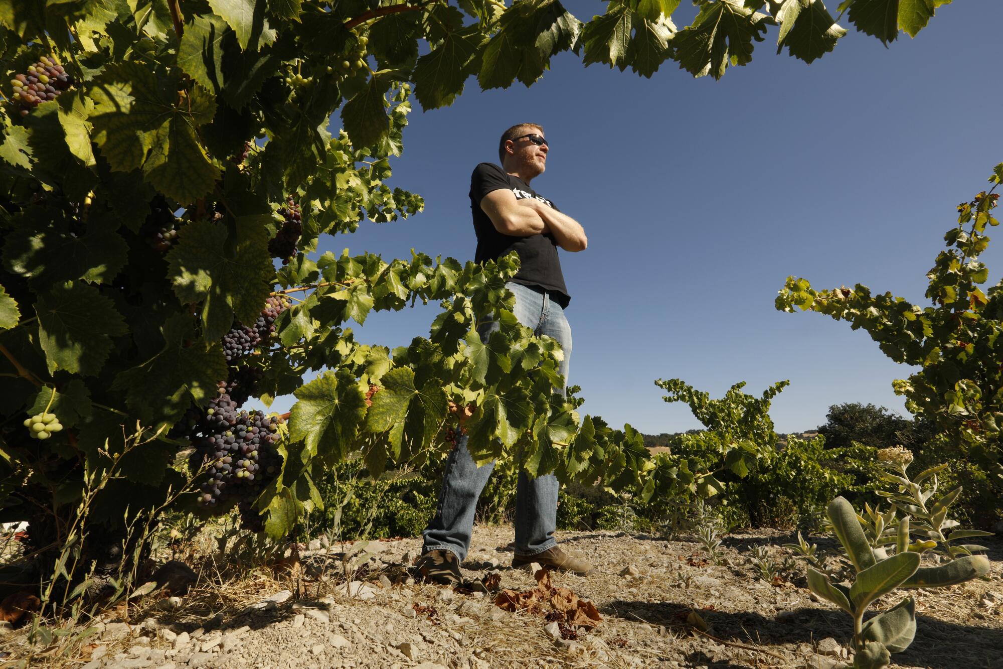 At Tablas Creek Vineyard, in the Adelaida district west of Paso Robles