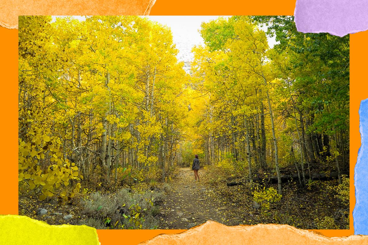 A person in shorts and a flannel shirt stands on a narrow dirt path in a forest filled with trees with yellow leaves.