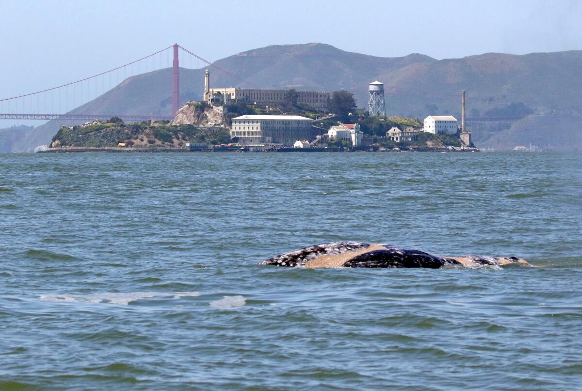 A gray whale in San Francisco Bay
