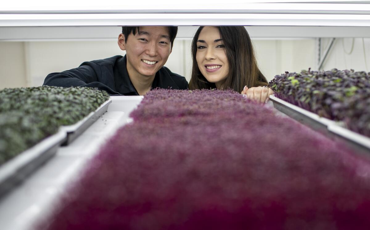Jaebin Yoo and Malaia Martinez are the owners of Malaia's Microgreens in Irvine.