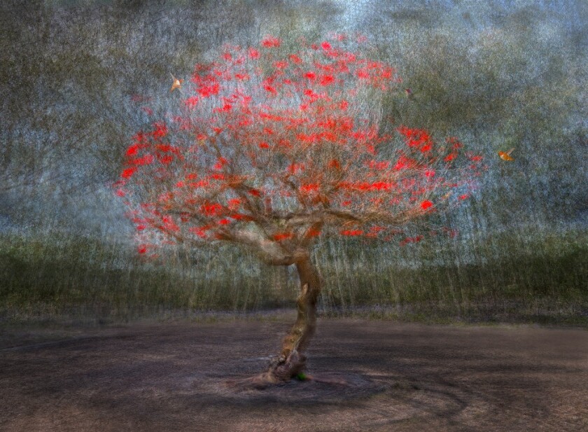 Koustav Maity’s “Blossoming Coral Tree” at the OC Fair