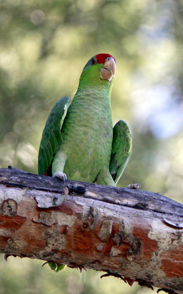 Photo Gallery: Deukmejian Wilderness Park is for the birds