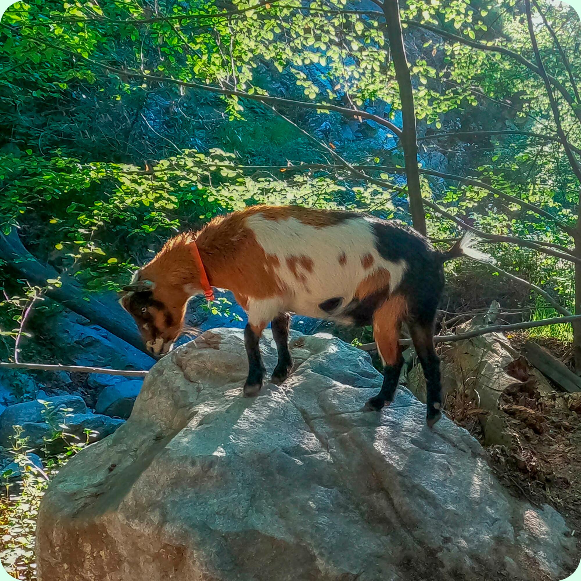 A goat during a Hello Critter waterfall hike.