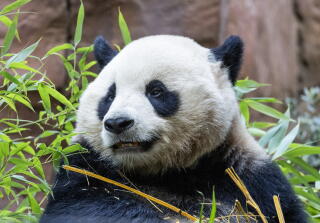 Male panda Yun Chuan