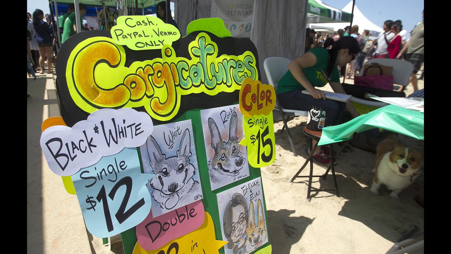 Corgi Beach Day in Huntington