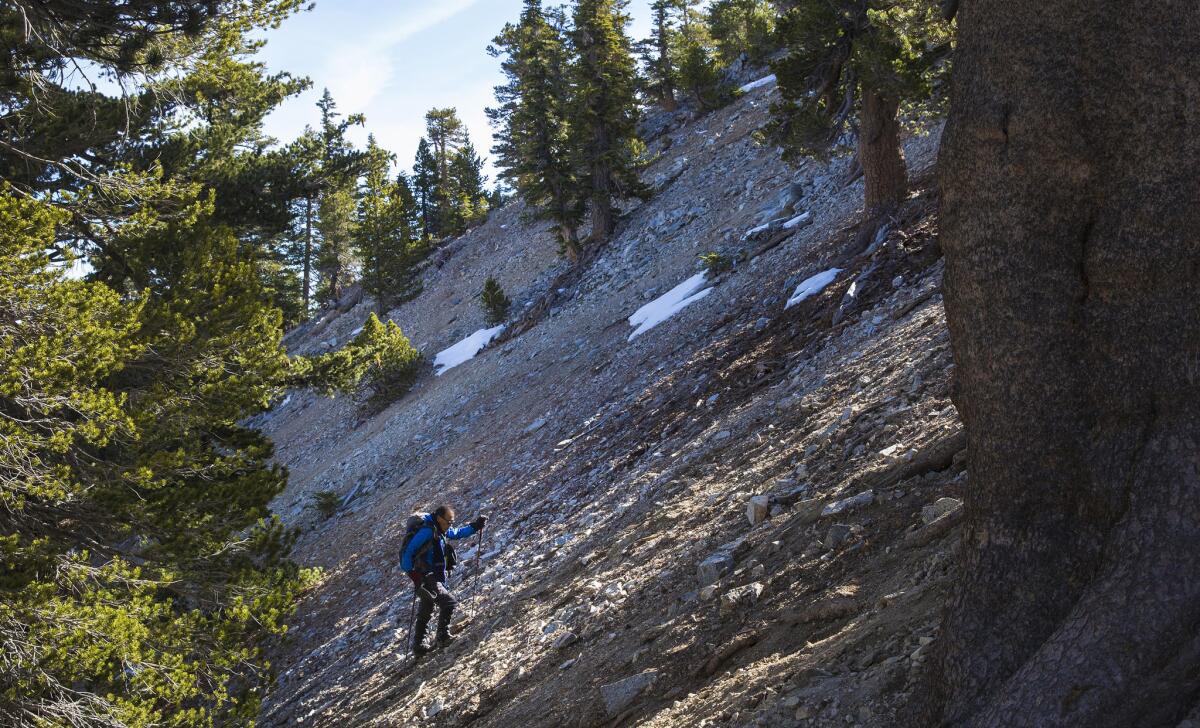 Sam Kim hikes off trail, up a steep slope on the approach to Mt. Baldy.