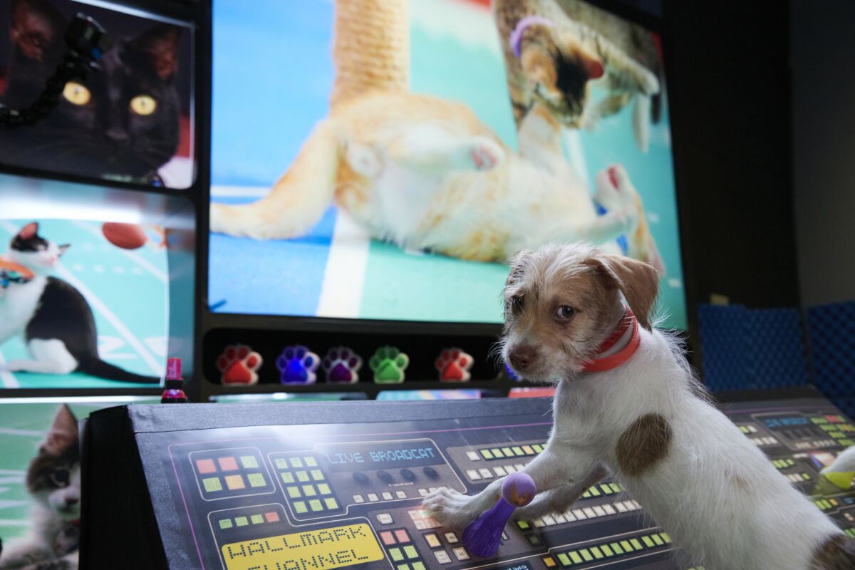 What's on TV This Week: The Super Bowl, Kitten Bowl, Puppy Bowl and more -  Los Angeles Times
