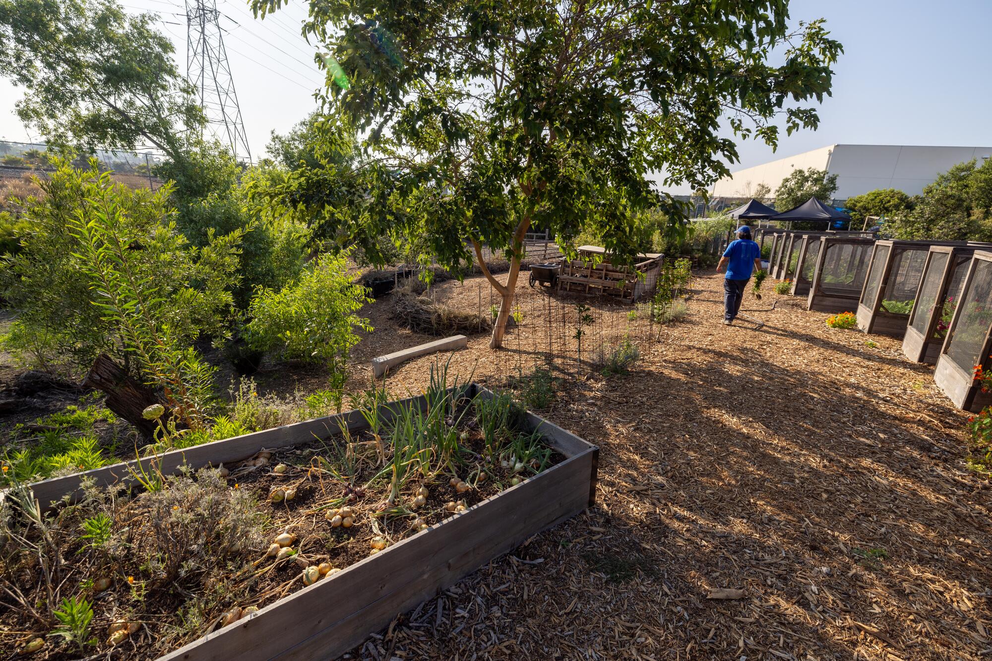 Reies Flores walks through the gardens at Sotomayor Arts and Sciences Magnet in Los Angeles in June.