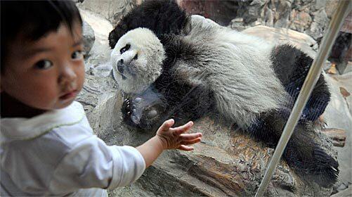 Opening Day for pandas at Beijing Zoo
