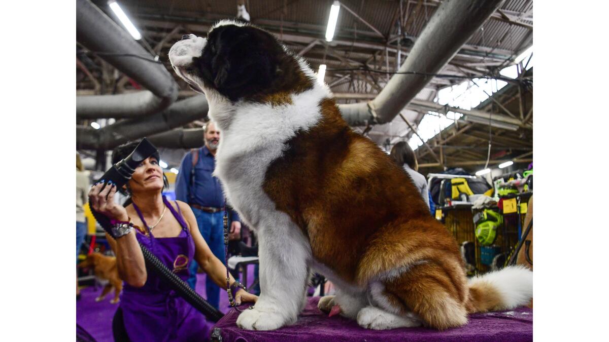 Melody Salmi blow dries her St. Bernard named 'Baby Arista' during Breed Judging at the 143rd Westminster Kennel Club Dog Show in New York City.