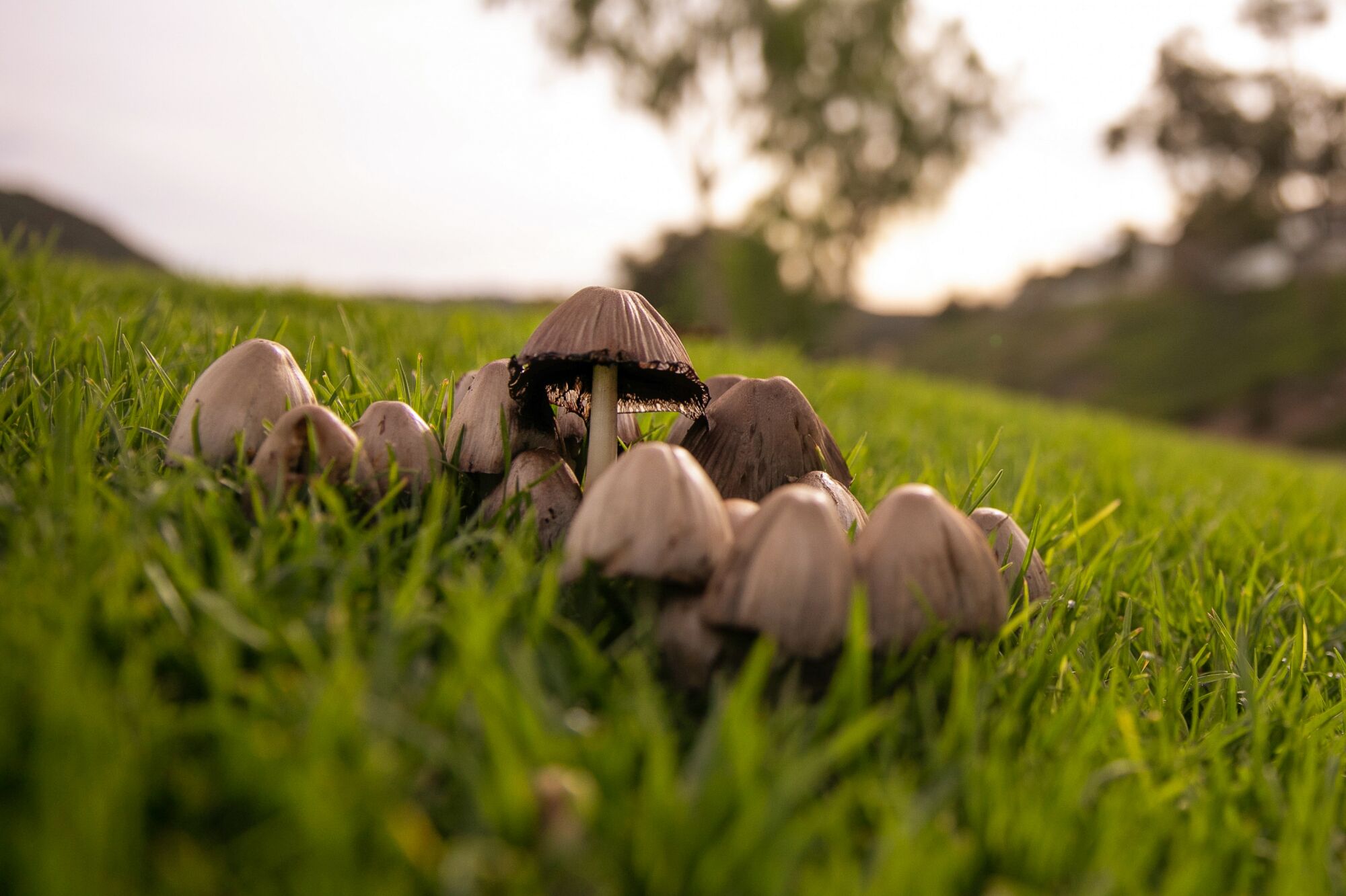 Un groupe de champignons gris brunâtre dans une parcelle d'herbe sur une colline