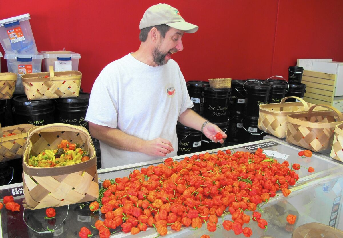 Ed Currie sorts Carolina Reaper chile peppers at his company in Fort Mill, S.C.