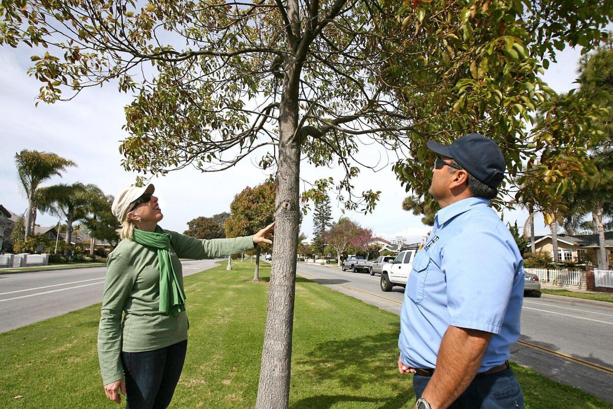 Jean Nagy, left, of the Huntington Beach Tree Society, and Greg Gutierrez, of the Huntington Beach tree department, check the health of a camphor tree along the traffic median at Main Street and Adams Avenue in 2011.