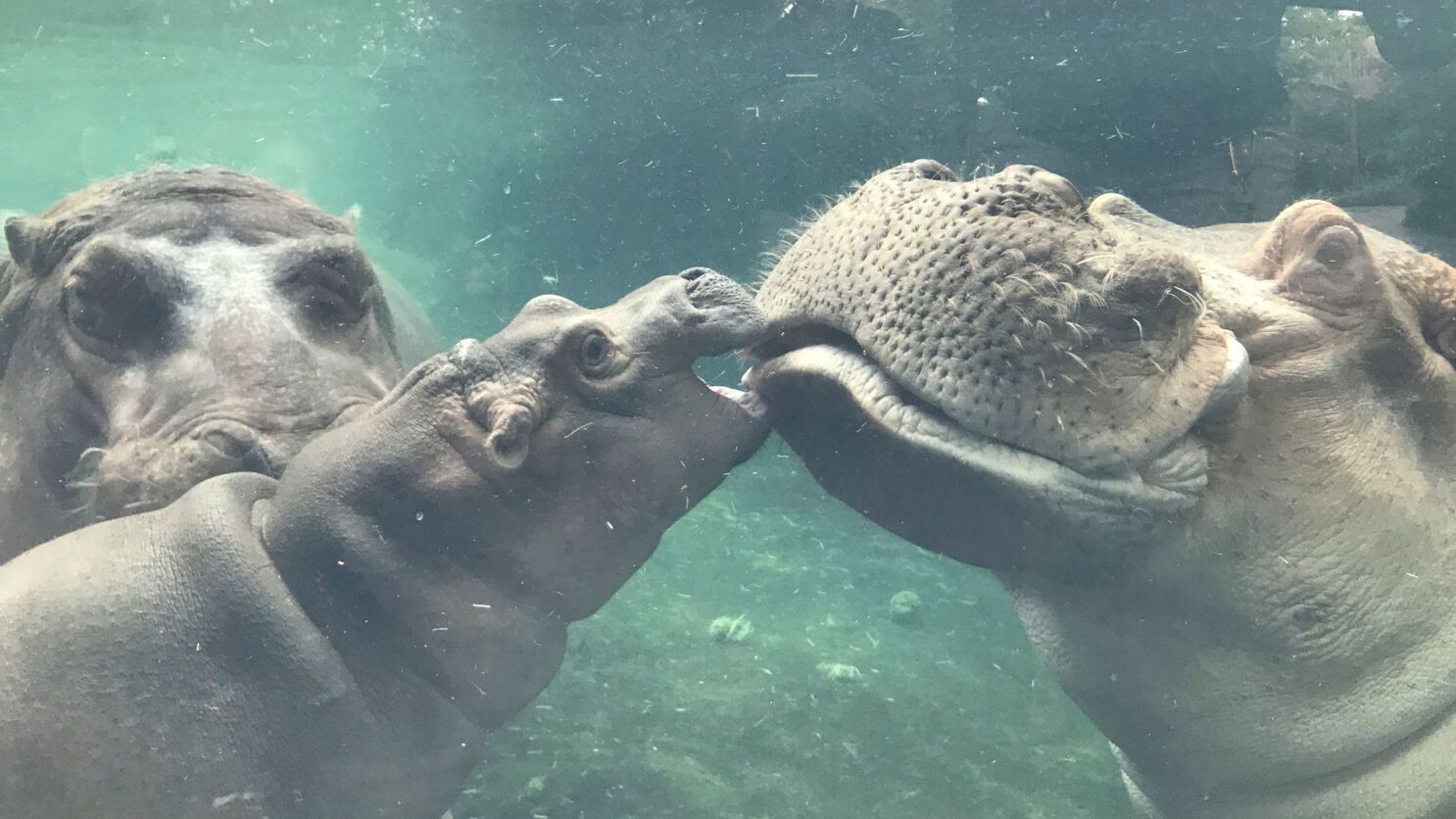 Fiona The Baby Hippo Will Star In A Children S Book Los Angeles Times