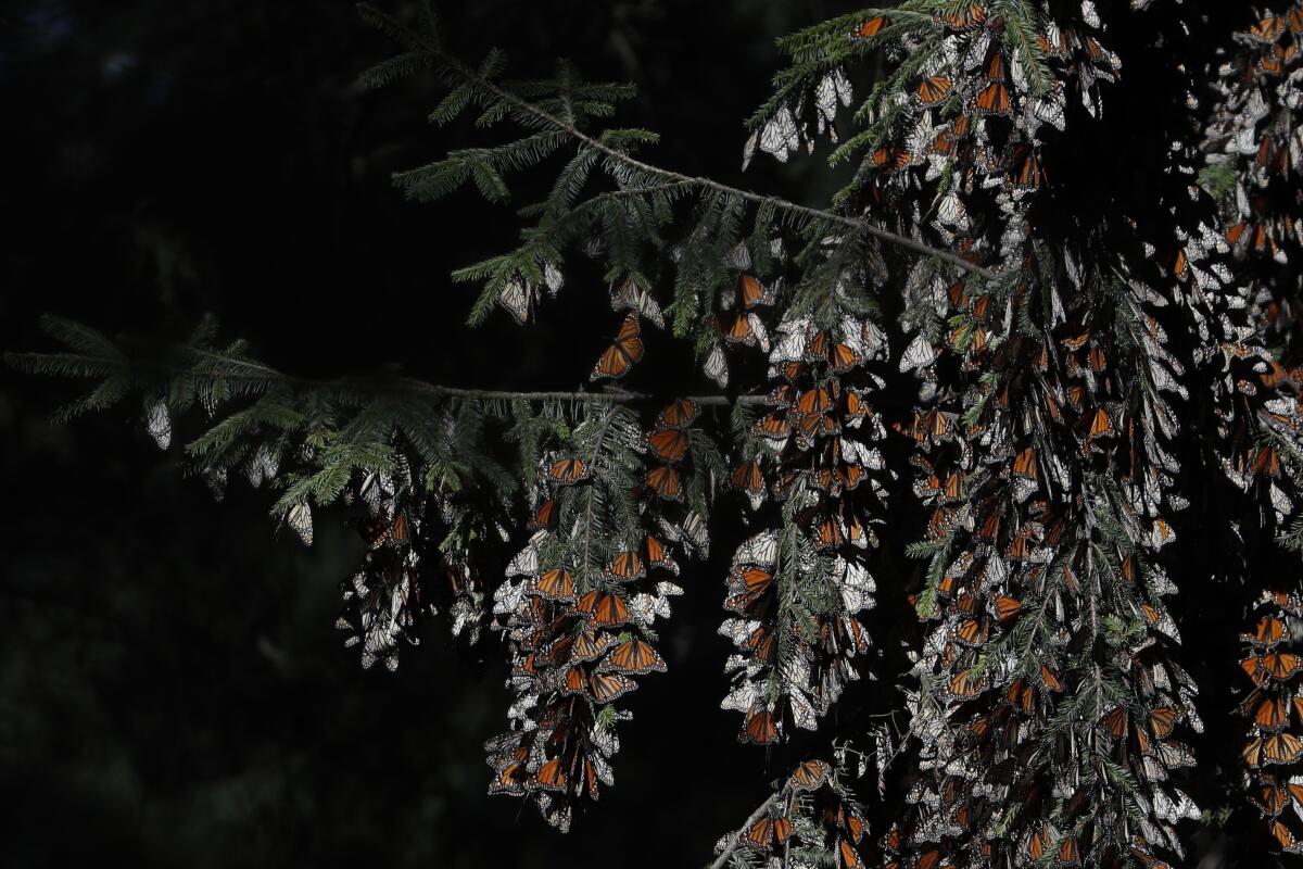 A tree's branches filled with monarch butterflies against a dark sky