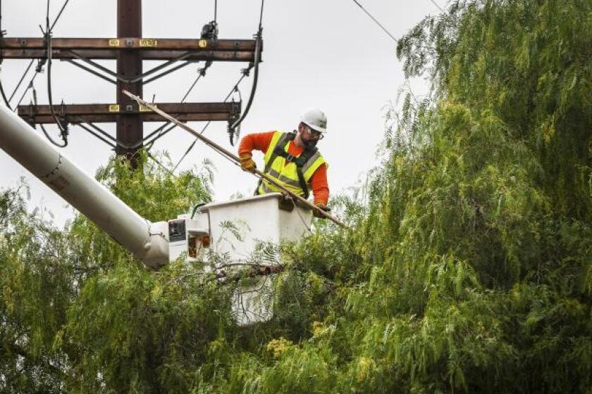 San Diego Gas & Electric worker trims a tree. 