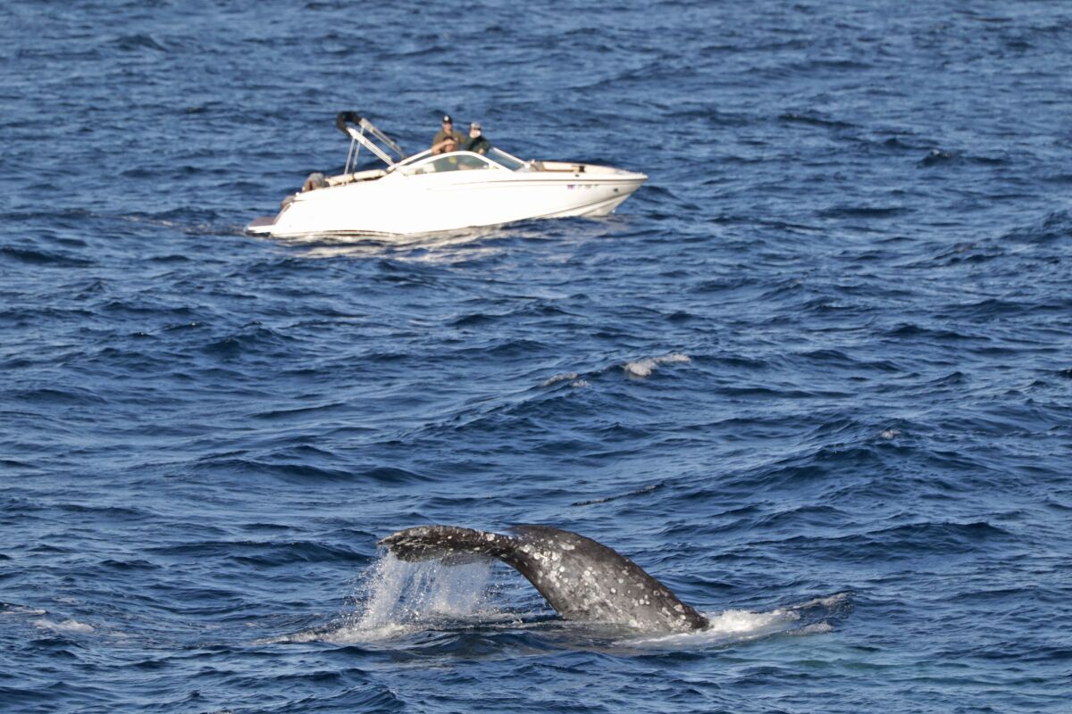 A baby gray whale's tail peeks out during one of Hornblower's Whale Watching Cruises on Jan. 29.