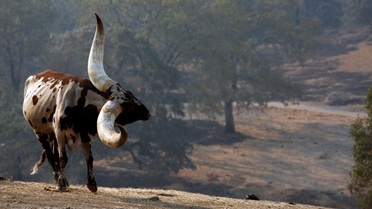 An Ankole-Watusi bull roams the grounds at Safari West.