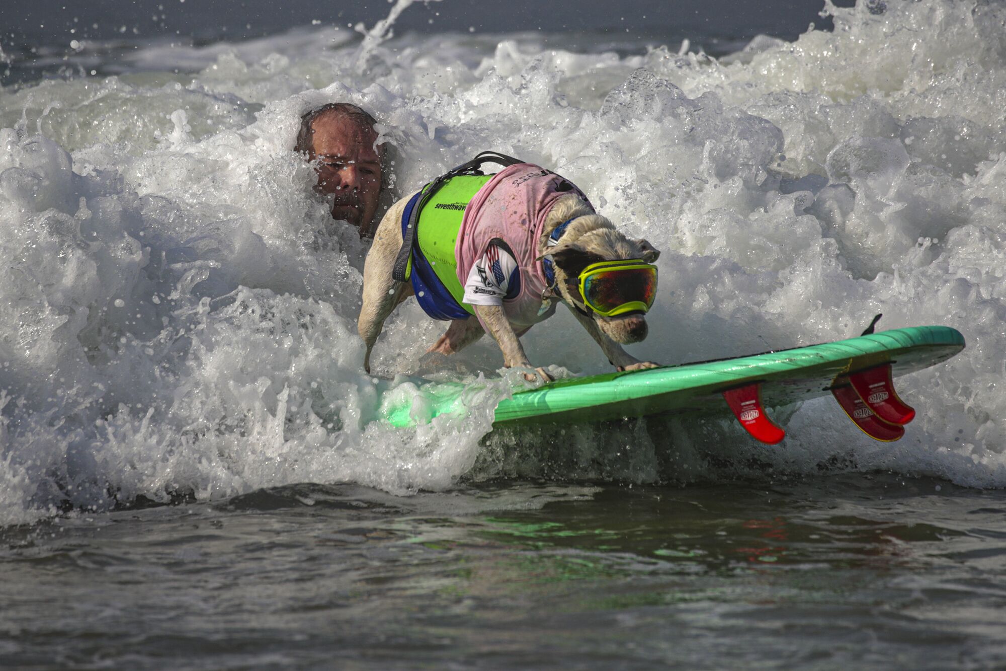 James Wall launches Faith, an American pit bull terrier, on to a wave