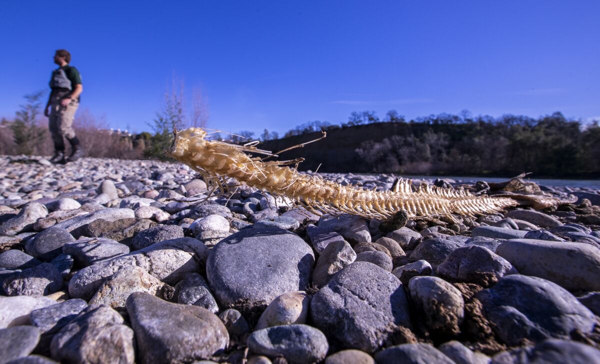 A biologist stands beside the bones of a dead Chinook salmon on the banks of the Sacramento River in Redding on Jan. 20.