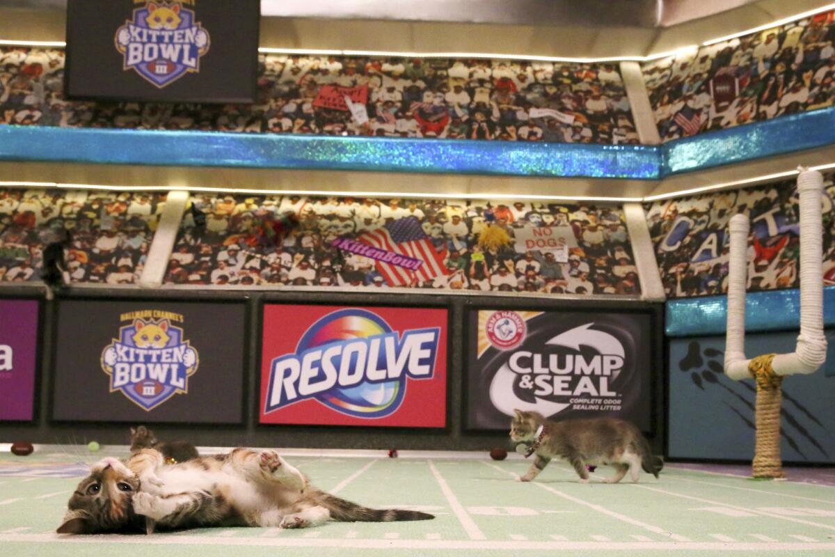 Kittens are photographed on the set during a taping of Kitten Bowl III in New York. The Hallmark Channel taped Kitten Bowl III months ahead of broadcast on Super Bowl Sunday, taking place on Feb. 7.
