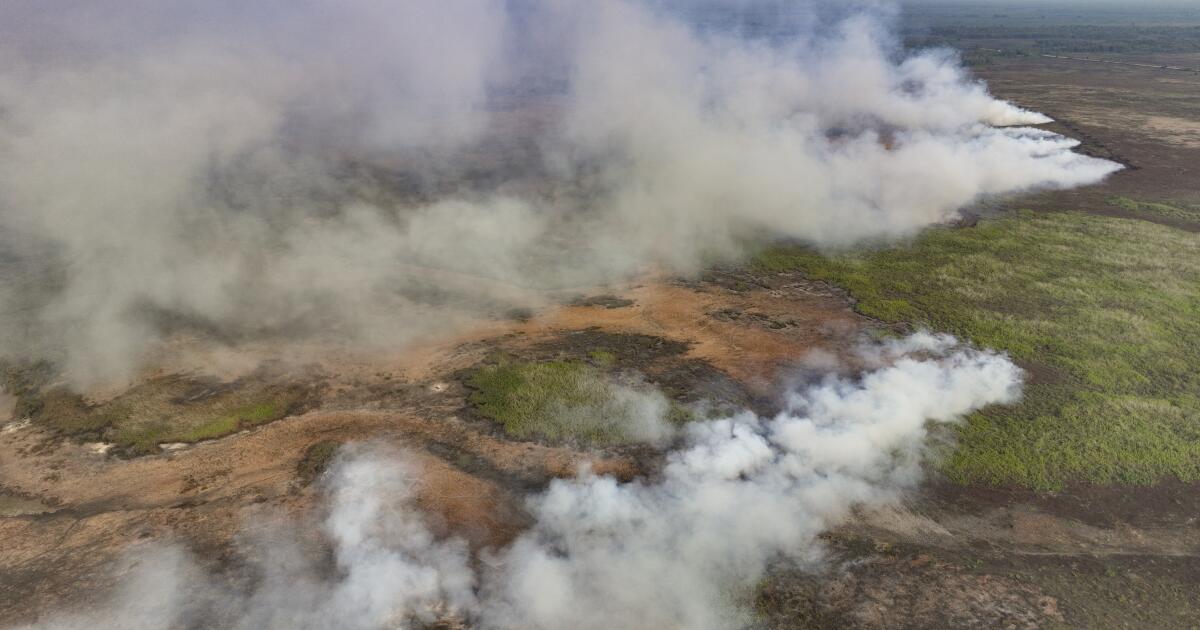Incêndios em áreas úmidas do Brasil ameaçam onças, casas e vegetação