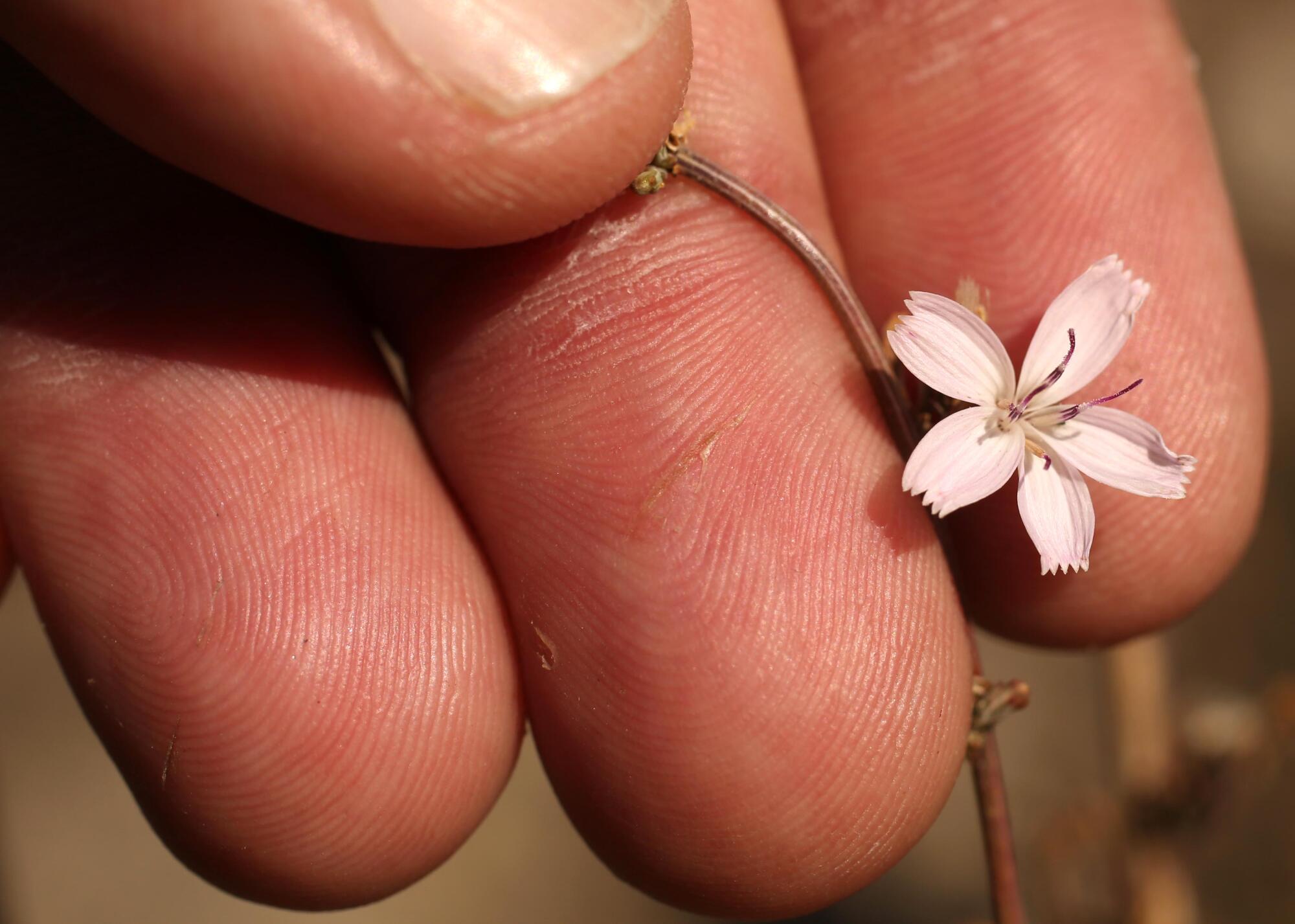 A small pink flower sits on a person's upturned fingers. 