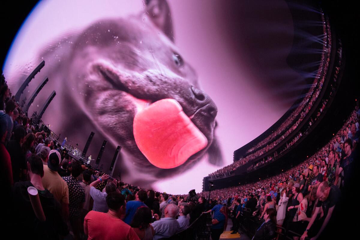 A giant dog appears on Las Vegas' Sphere as Phish plays.