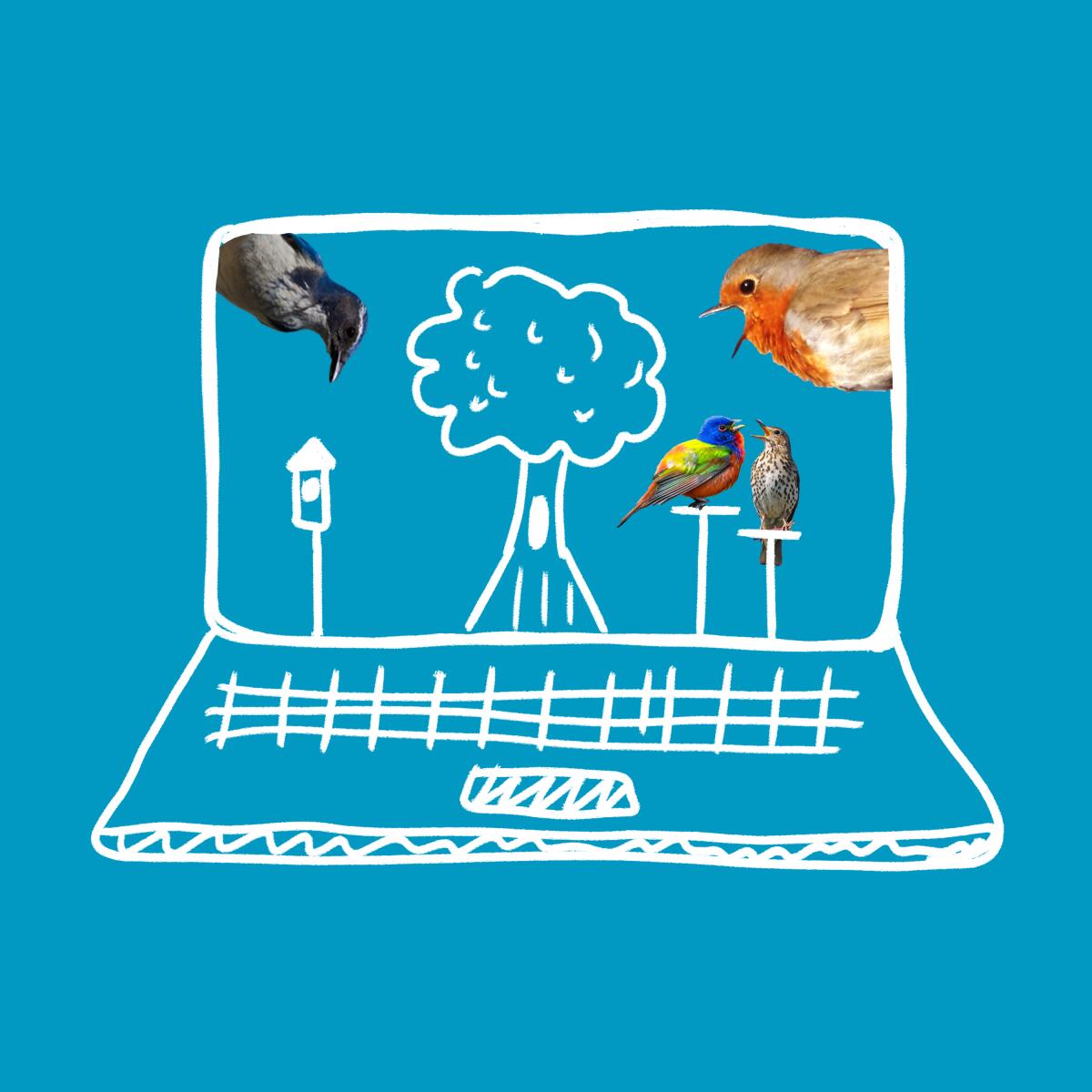 Birds on a laptop