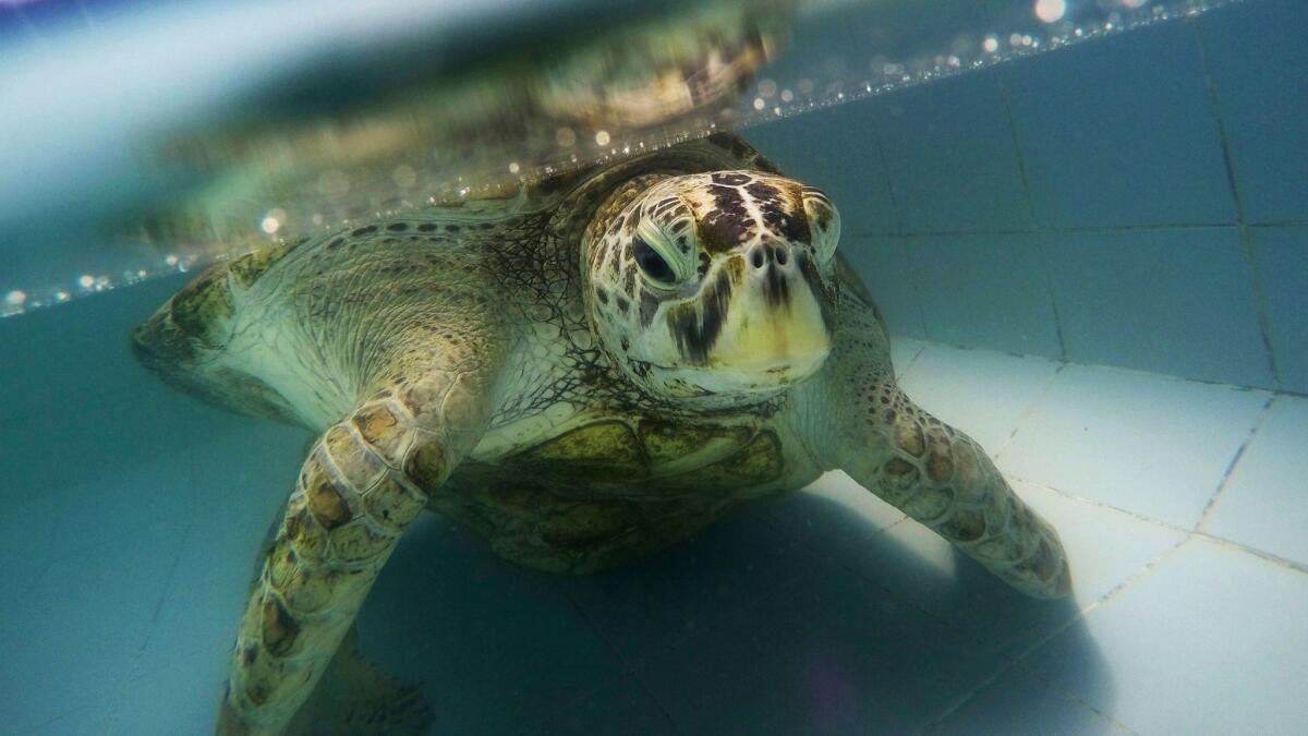 The female green turtle nicknamed "Piggy Bank" swims March 3 in a pool at Sea Turtle Conservation Center in Chonburi Province, Thailand.