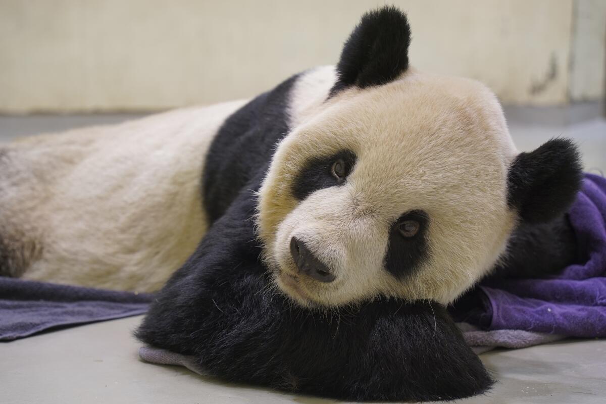 En esta fotografía proporcionada por el Zoológico de Taipéi, se muestra al panda gigante Tuan Tuan 
