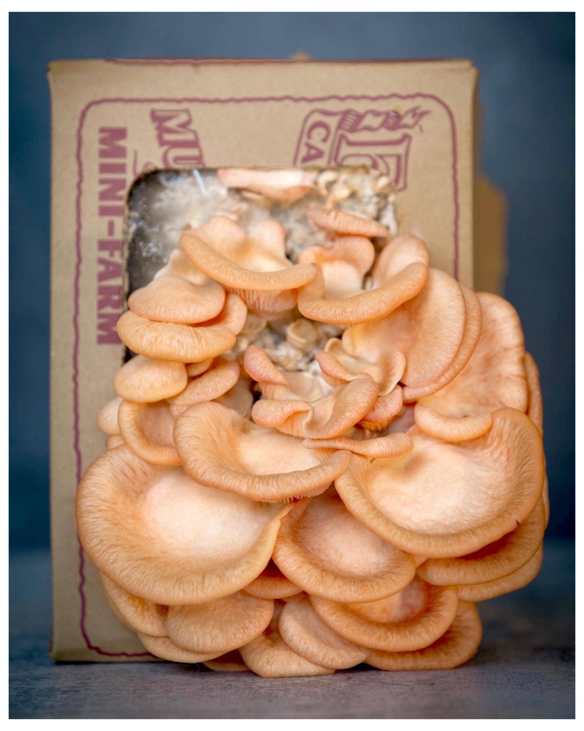 Fungi from a Mushroom Mini-Farm grow kit from Far West Fungi