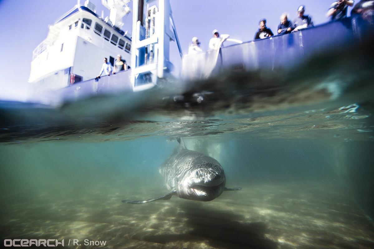 n this Aug. 23, 2016 photo provided by OCEARCH, a juvenile male great white shark named Paumanok swims away after researchers tagged and sampled him off the point of Montauk, N.Y.