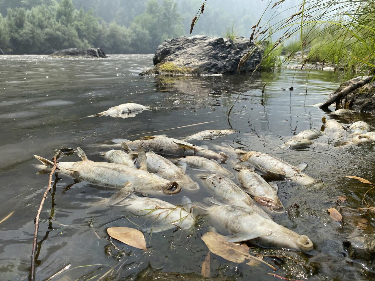 Dead fish in the Klamath River of Northern California.
