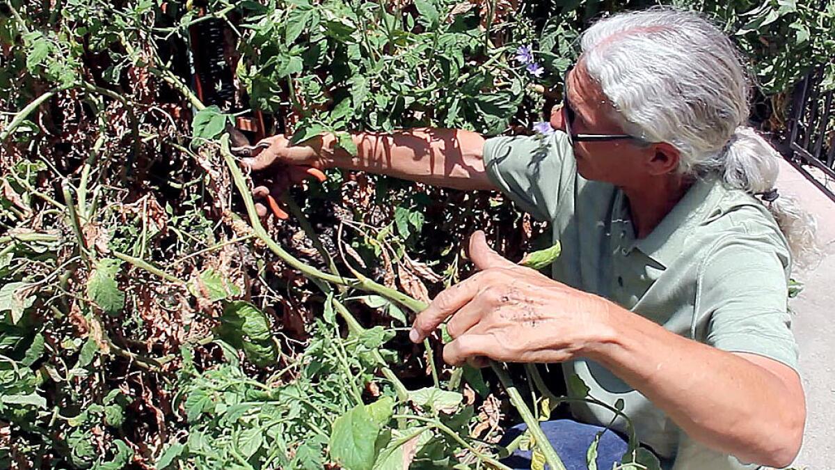 Organic grower Tom Yost of Carol Gardens in Riverside says pruning your tomato plants now can net you a whole new crop.