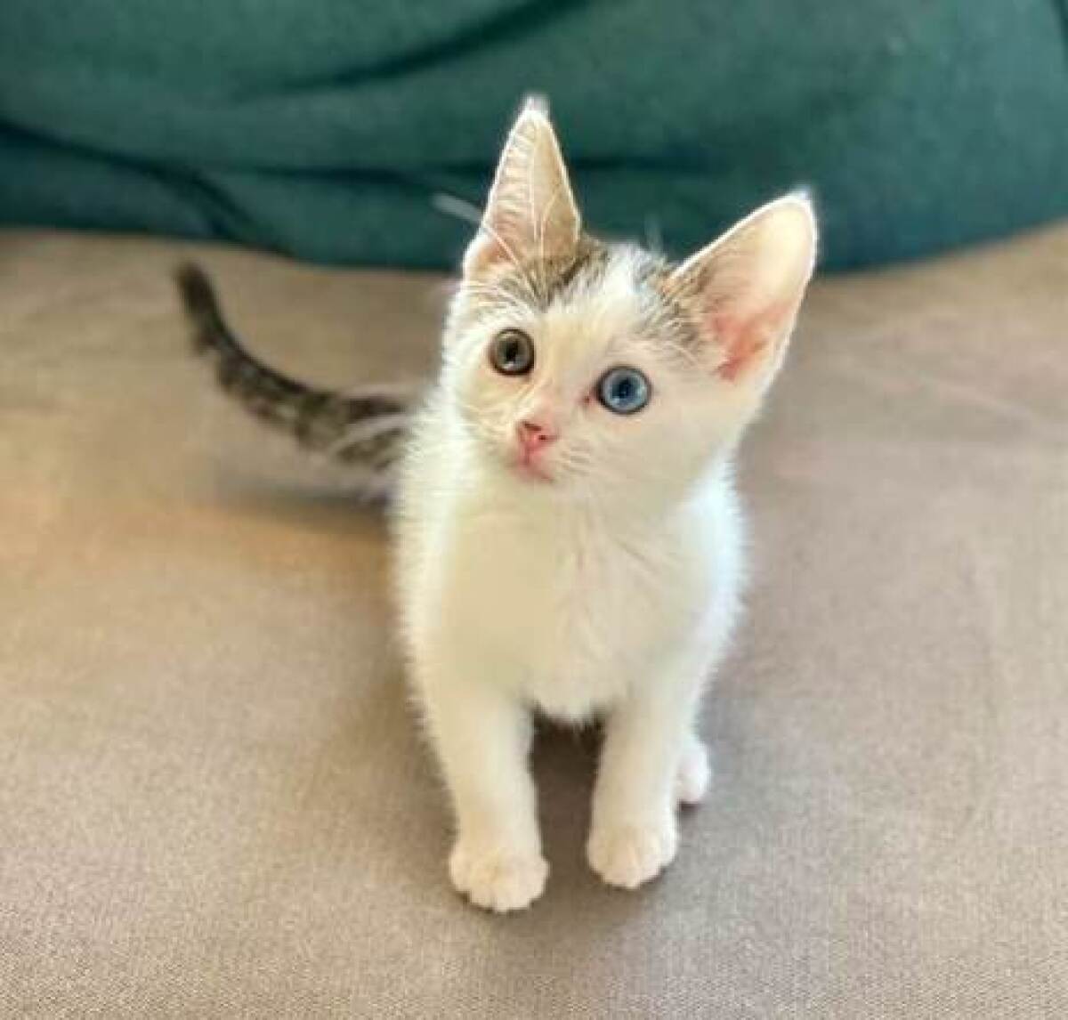 Orphan kitten Houdini’s greatest trick will be finding her forever home.