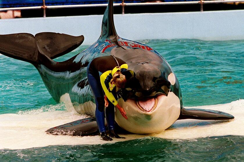 FILE - Trainer Marcia Hinton pets Lolita, a captive orca whale, during a performance at the Miami Seaquarium in Miami, March 9, 1995. An unlikely coalition made up of a theme park owner, an animal rights group, a mayor and a philanthropist who owns an NFL team announced Thursday, March 30, 2023, that a plan is in place to return Lolita — an orca that has lived in captivity at the Miami Seaquarium for more than 50 years — to its home waters in the Pacific Northwest. (Nuri Vallbona/Miami Herald via AP, File)