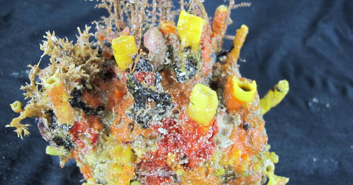 Historic Coral Specimens Offer Insight into Future of Reefs